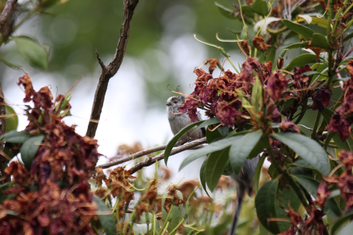 Long-tailed Tit - ML620453506