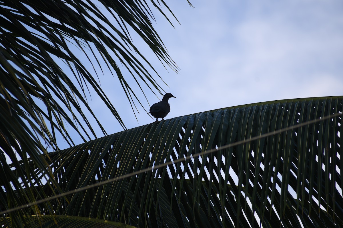 Plain Pigeon - ML620453509