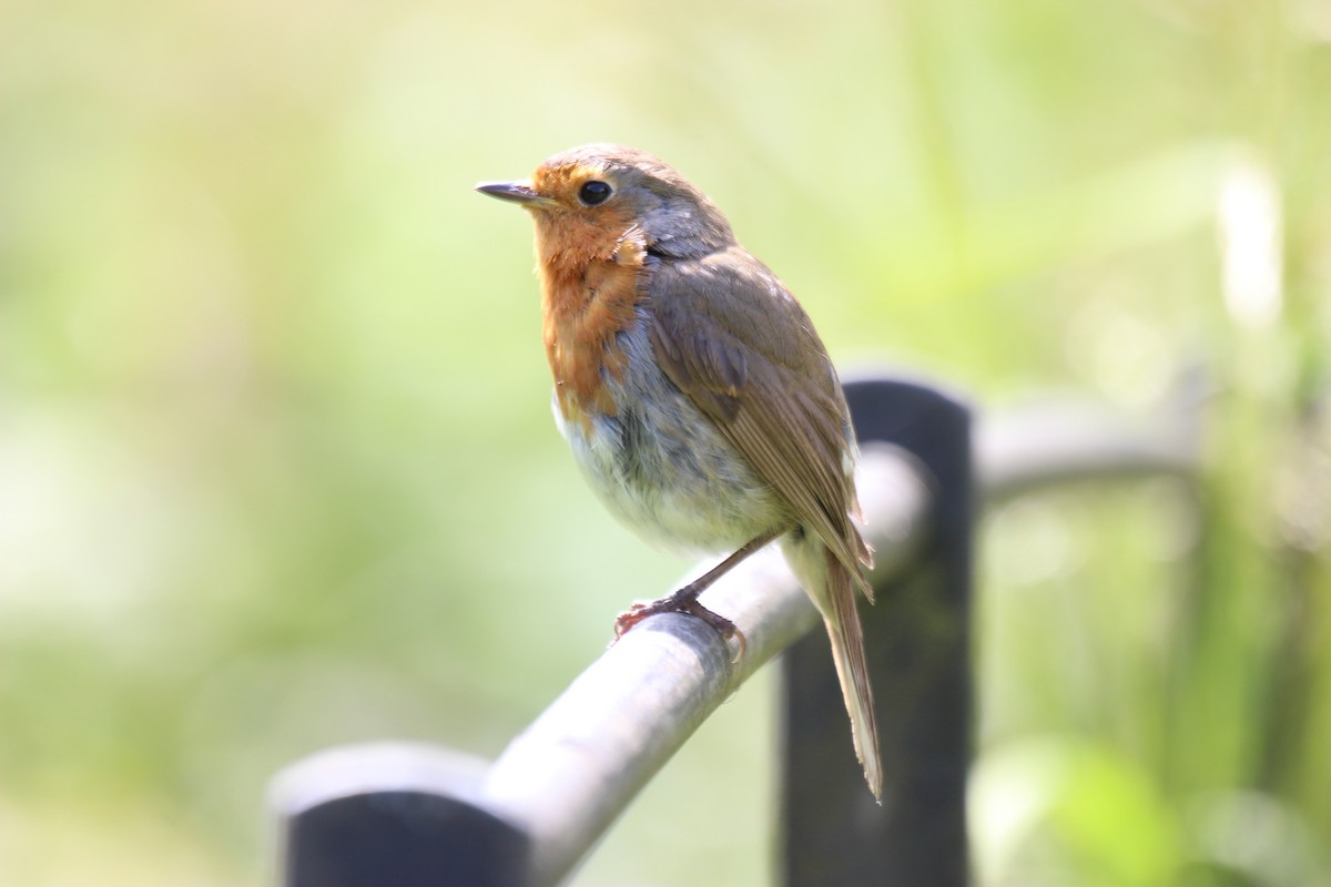 European Robin - ML620453511