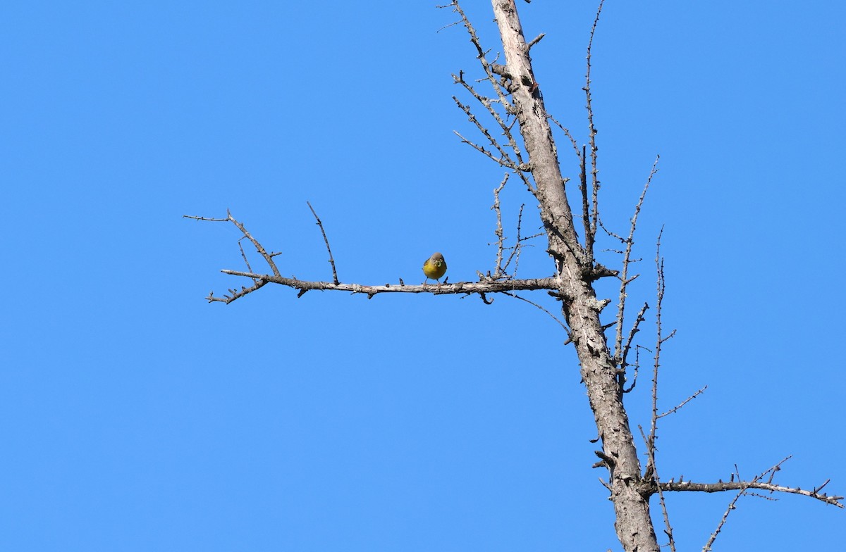 Nashville Warbler - ML620453532