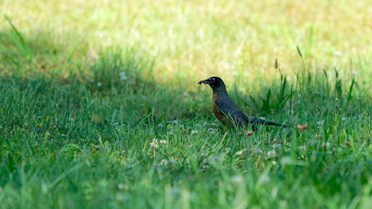 American Robin - ML620453537