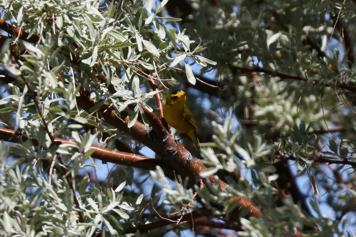 Wilson's Warbler - ML620453539