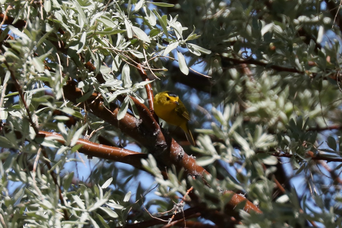 Wilson's Warbler - ML620453540