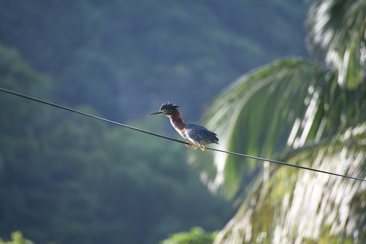 Green Heron - ML620453541