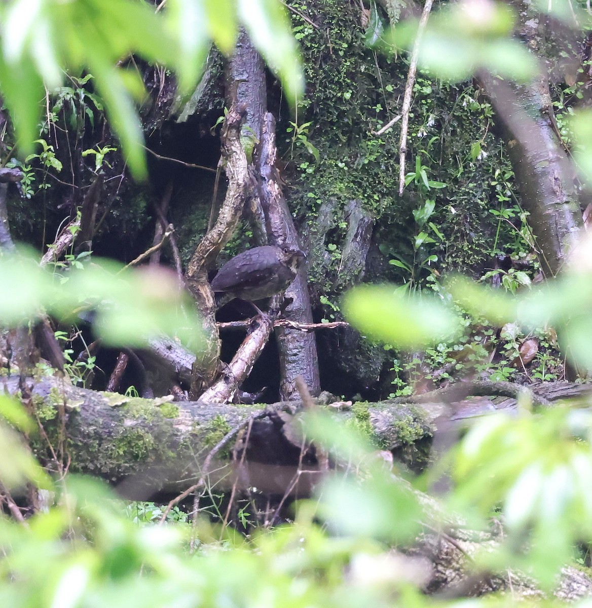 Long-billed Thrush - ML620453542