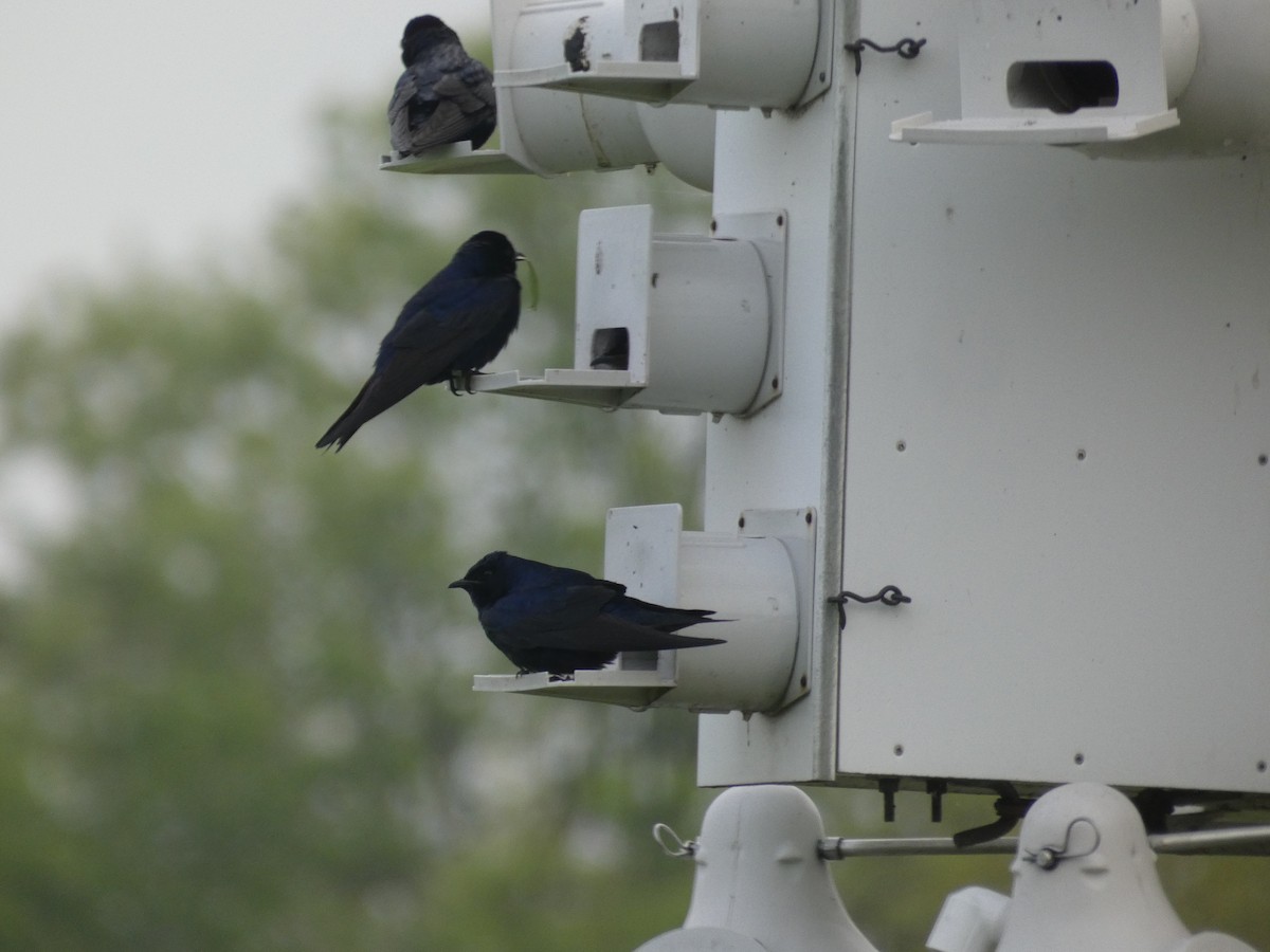 Purple Martin - ML620453544