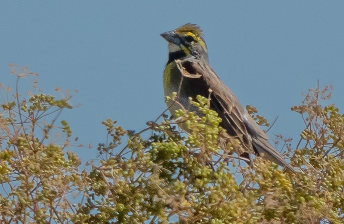 Dickcissel - ML620453545