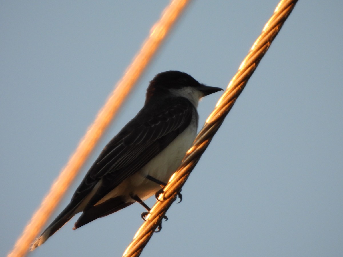 Eastern Kingbird - ML620453549