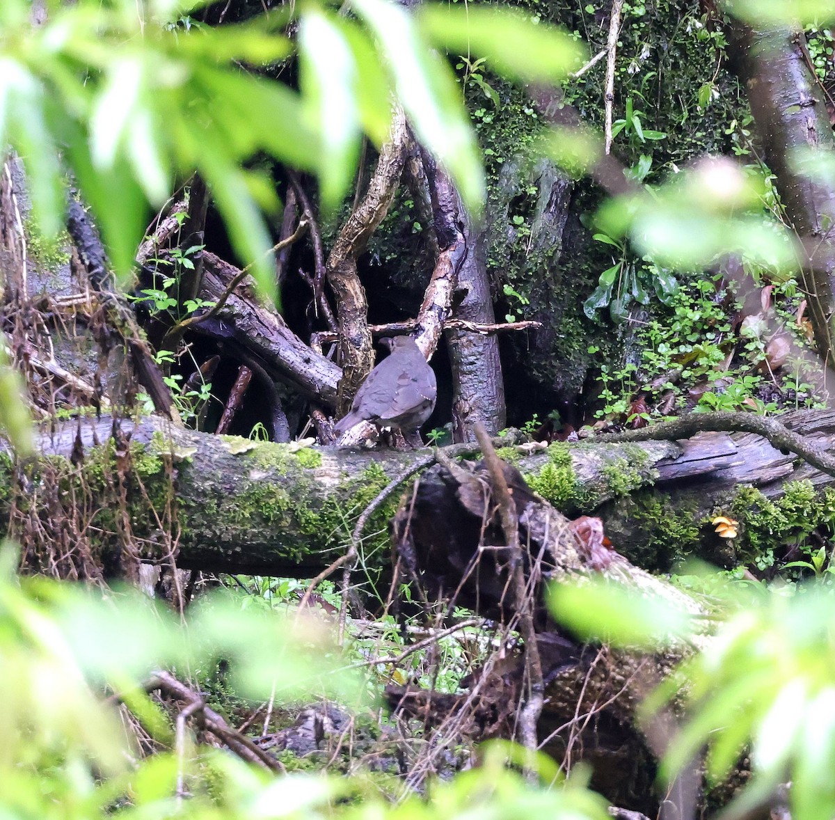 Long-billed Thrush - ML620453553