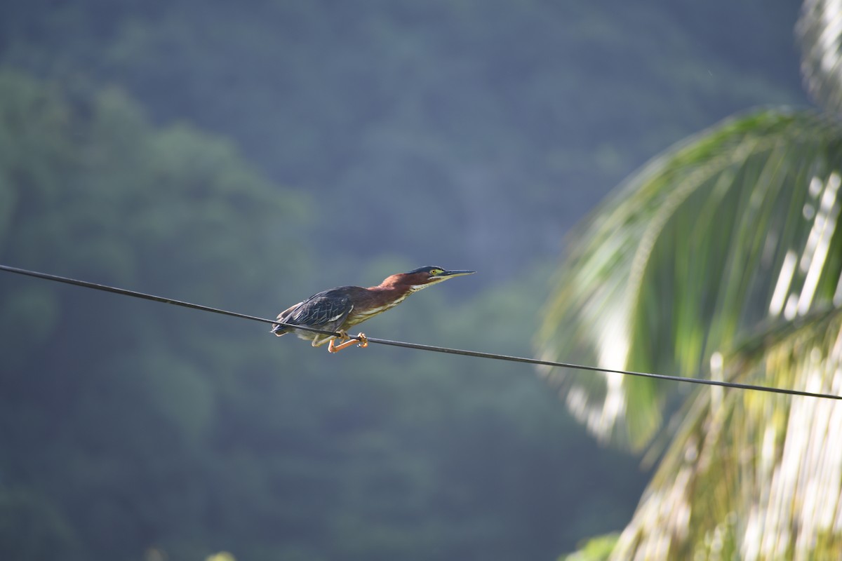 Green Heron - Gabriel García