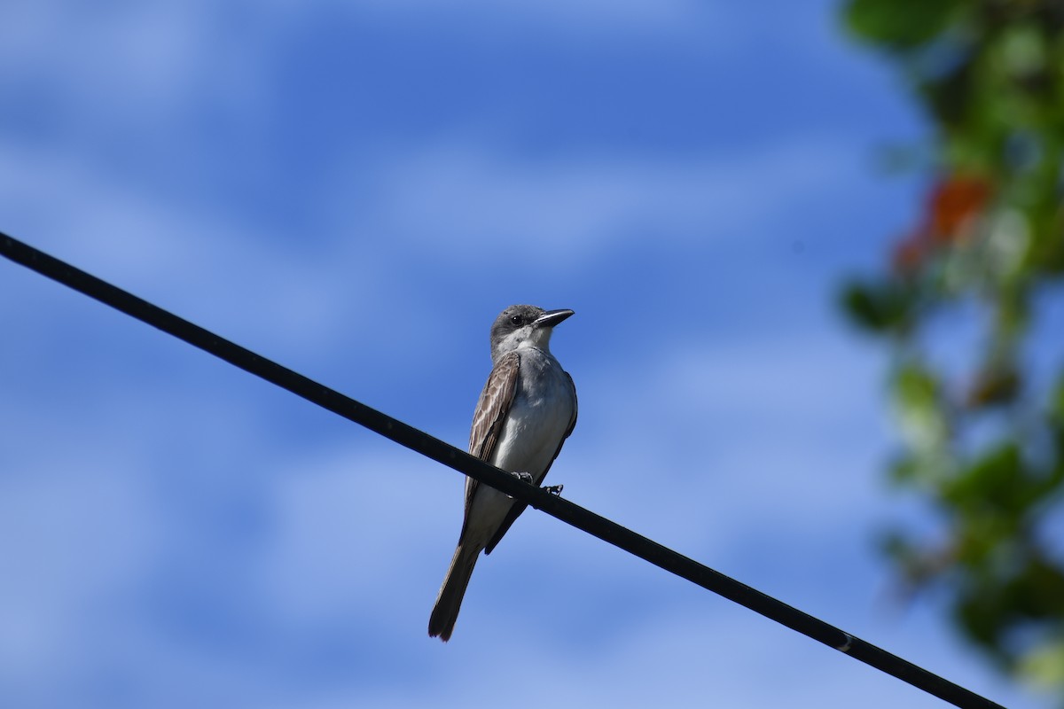 Gray Kingbird - ML620453564