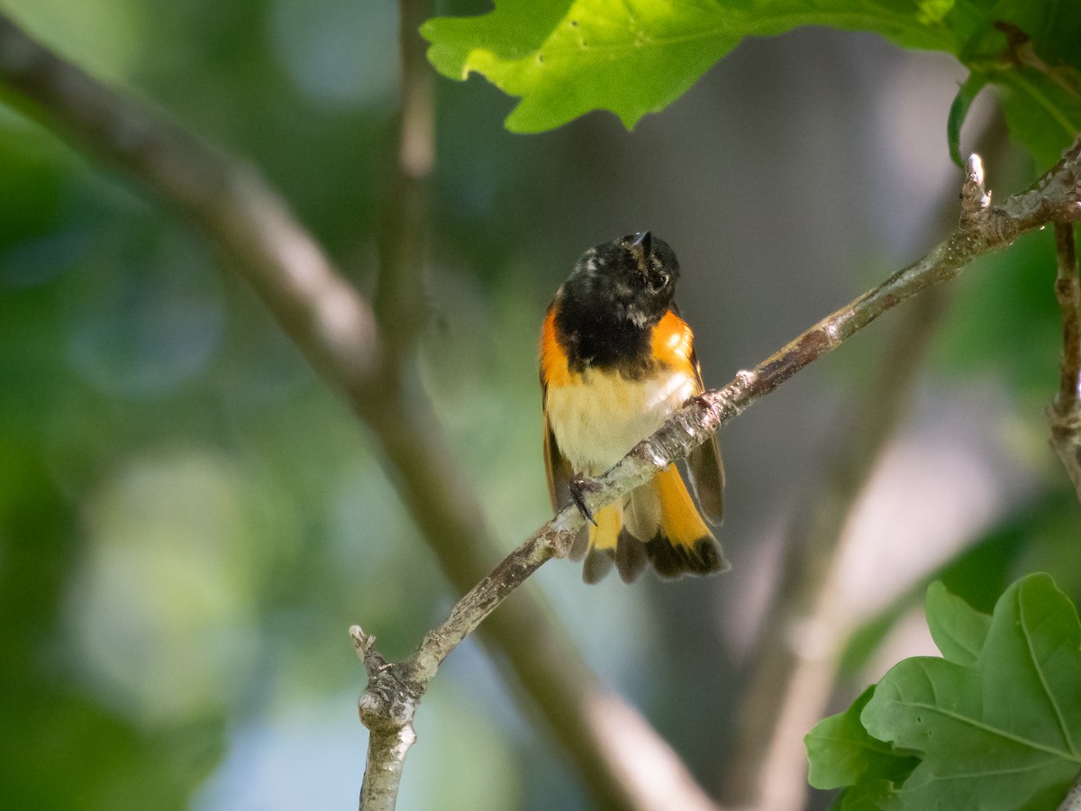 American Redstart - ML620453567