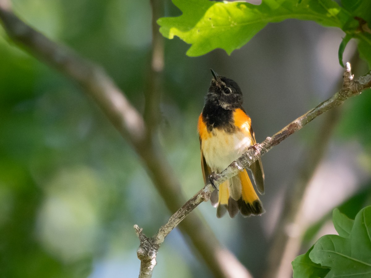 American Redstart - ML620453568