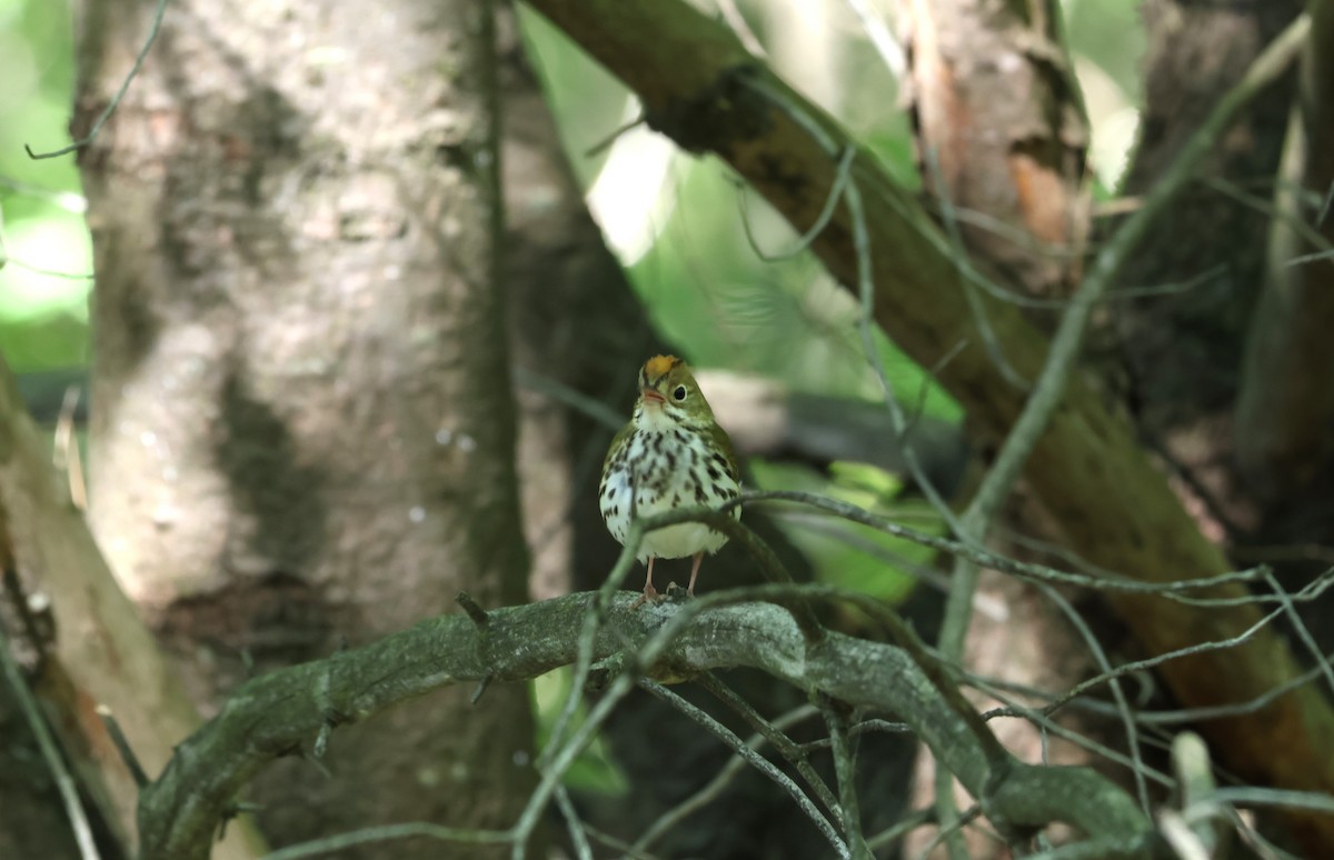 Ovenbird - ML620453570