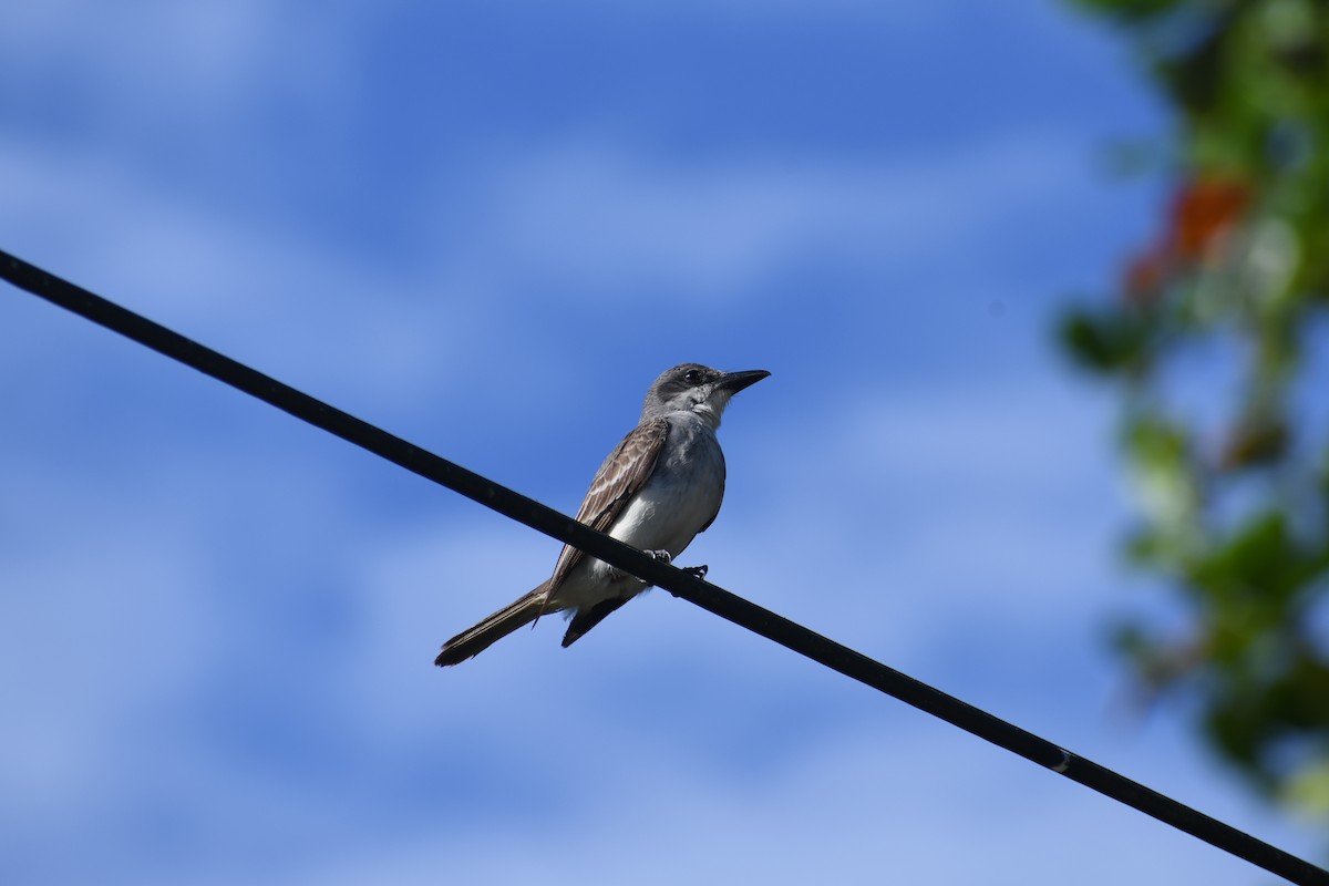 Gray Kingbird - ML620453574