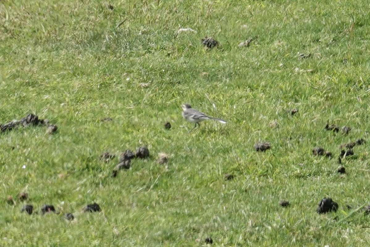 White Wagtail - ML620453575