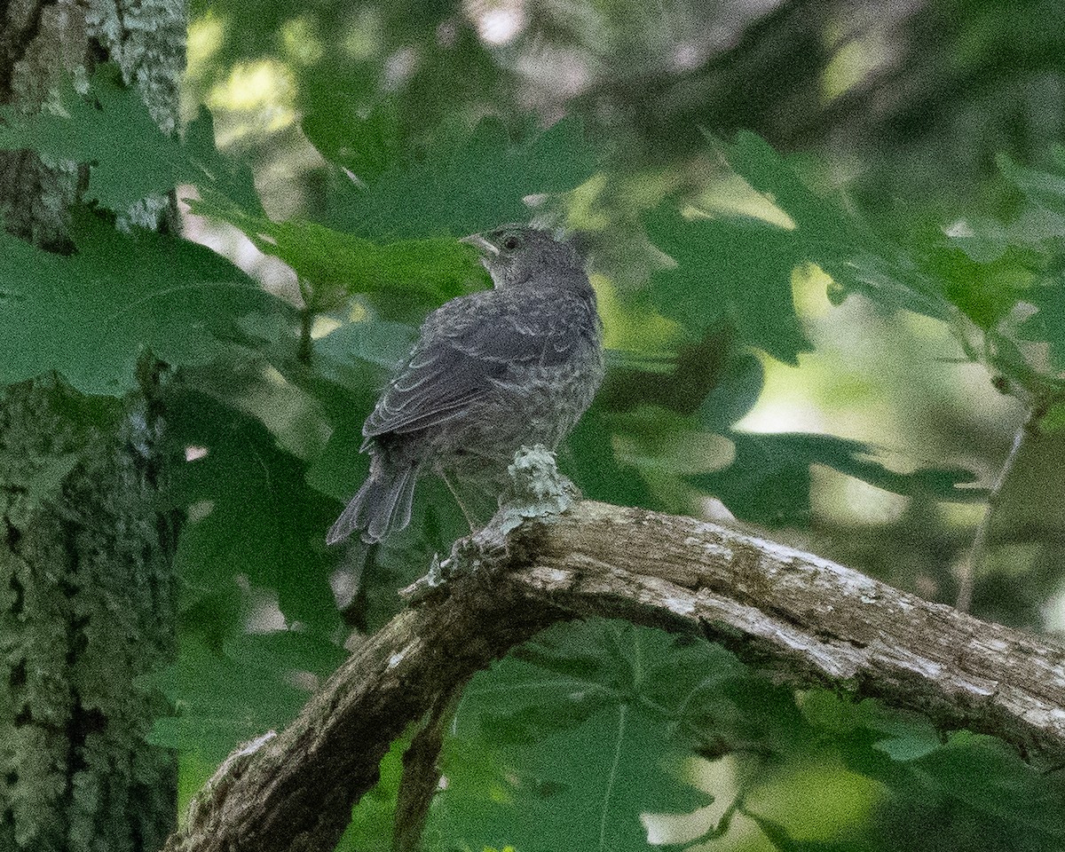 Brown-headed Cowbird - ML620453577