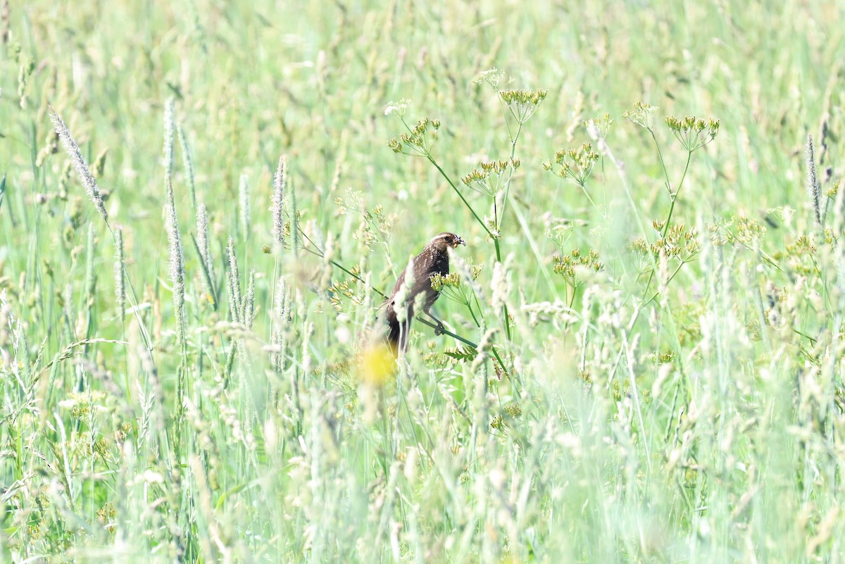 Red-winged Blackbird - ML620453585