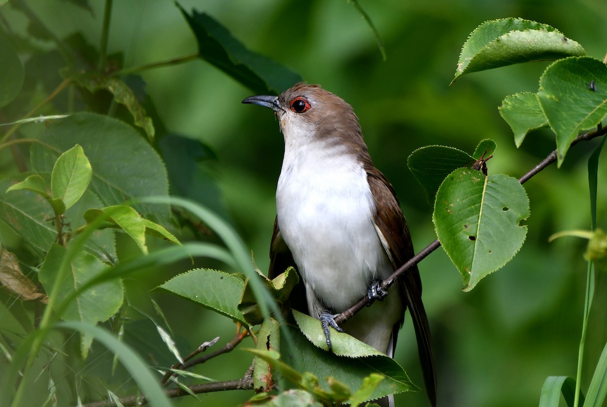 Black-billed Cuckoo - ML620453587