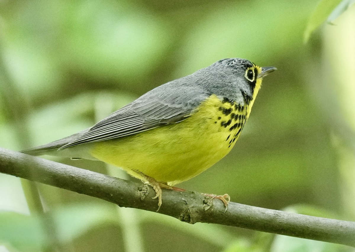 Canada Warbler - ML620453589