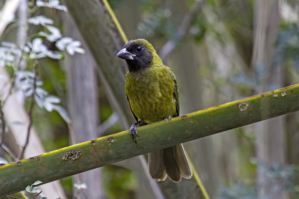 Crimson-collared Grosbeak - ML620453610