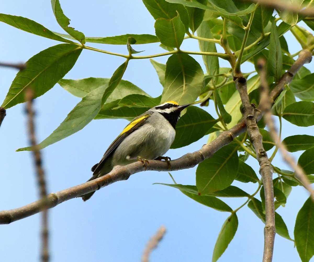 Golden-winged Warbler - ML620453615