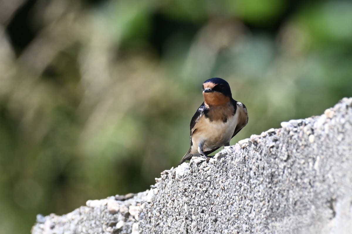 Barn Swallow - David Clapp