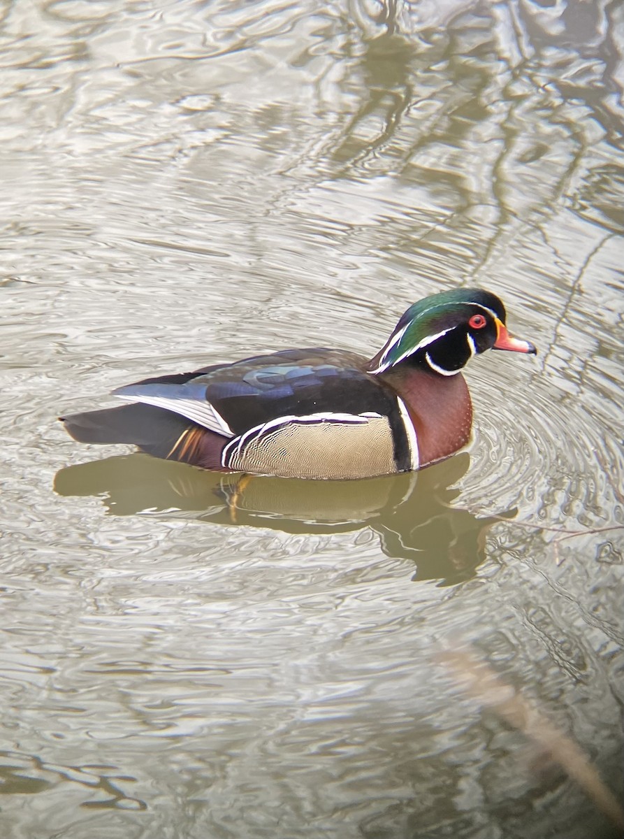 Wood Duck - Johnathan P