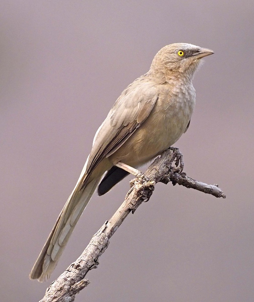 Jungle Babbler - ML620453632