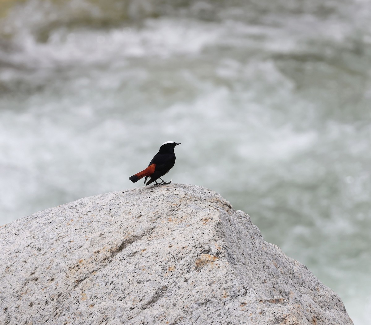 White-capped Redstart - ML620453634