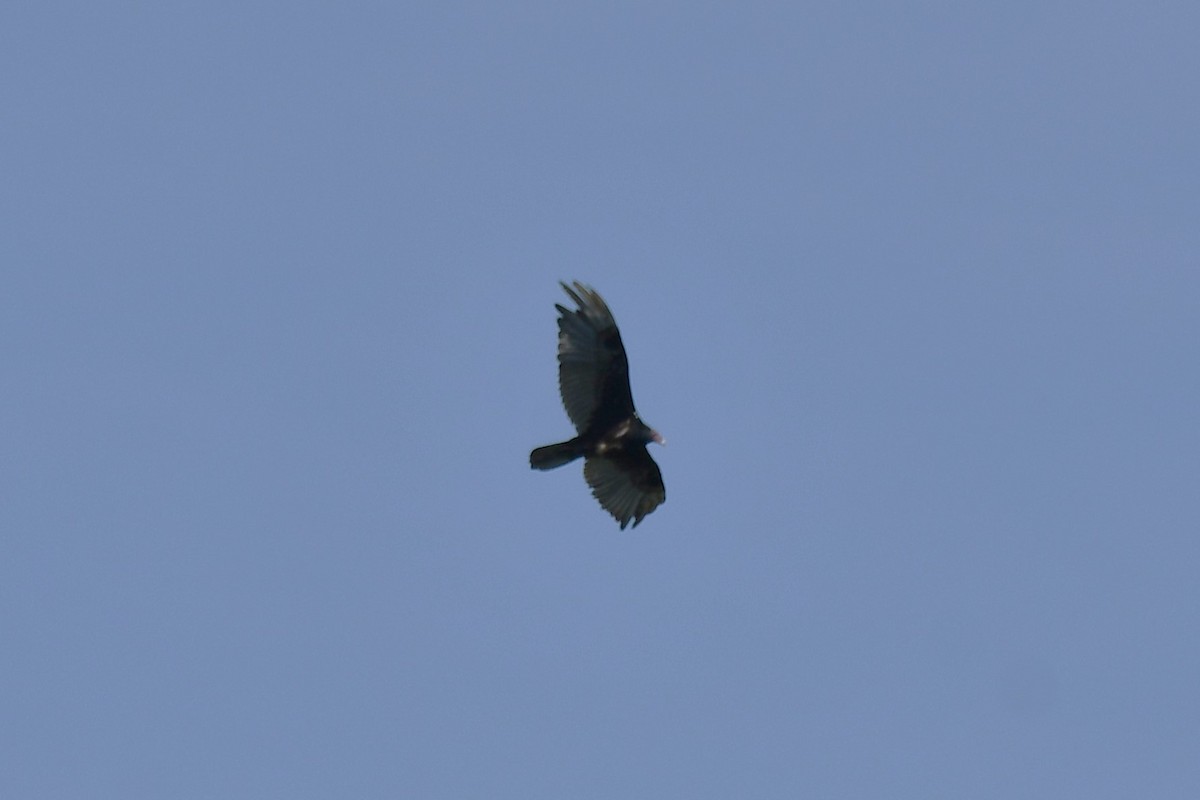 Turkey Vulture - ML620453636