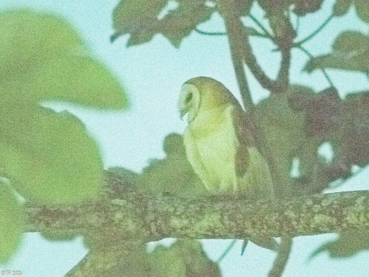 Barn Owl - ML620453643