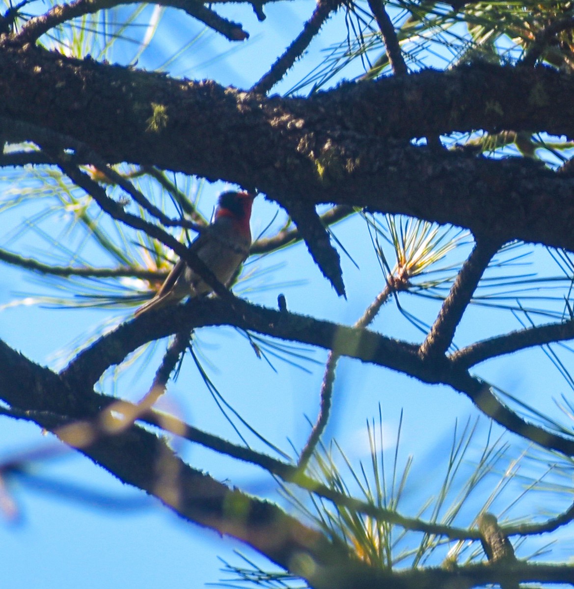 Red-faced Warbler - ML620453649