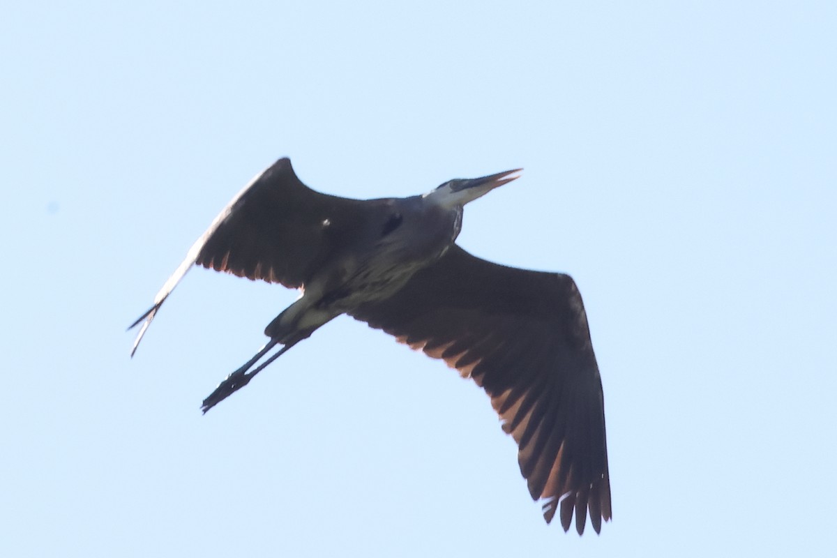 Great Blue Heron - ML620453650