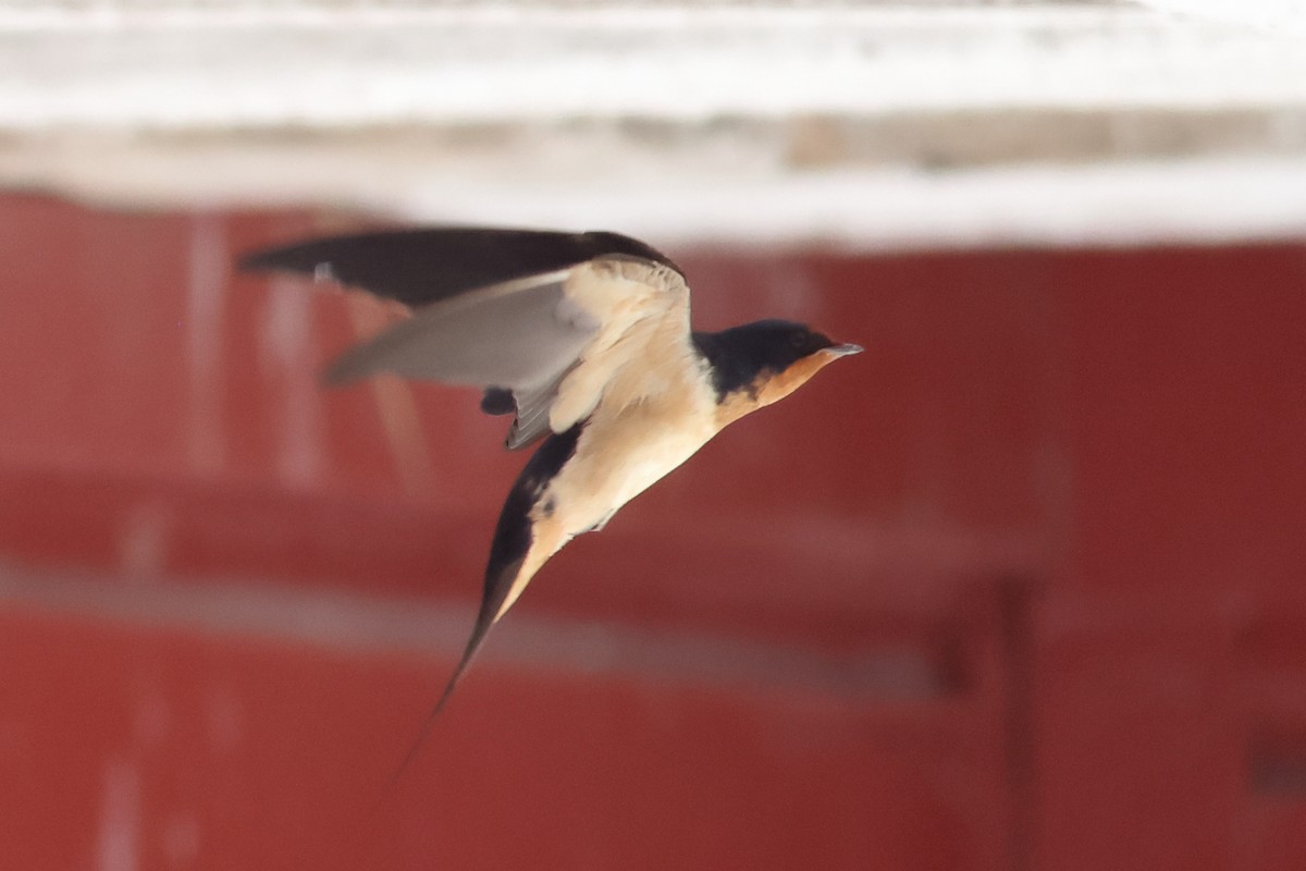 Barn Swallow - ML620453664