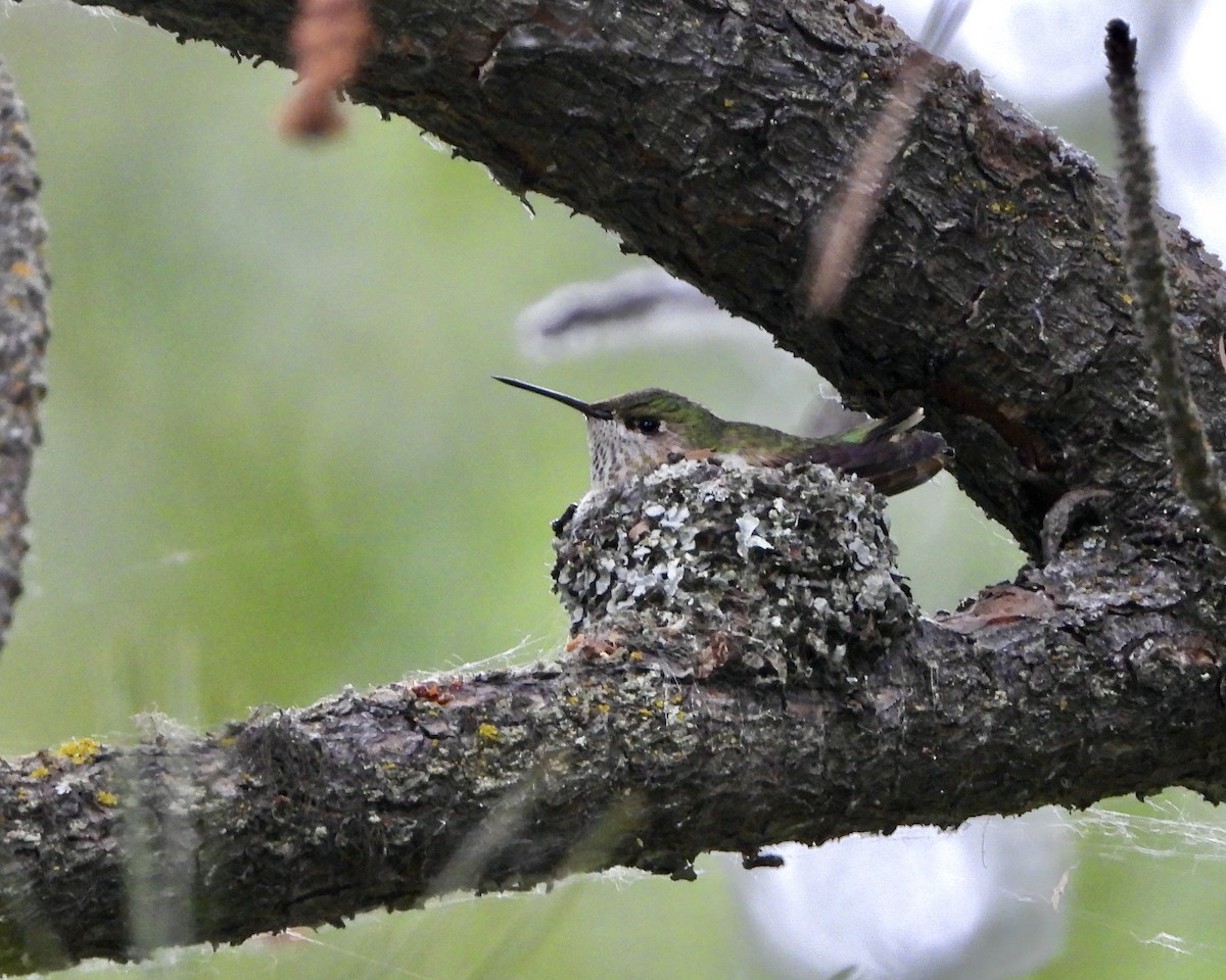 Black-chinned Hummingbird - ML620453671