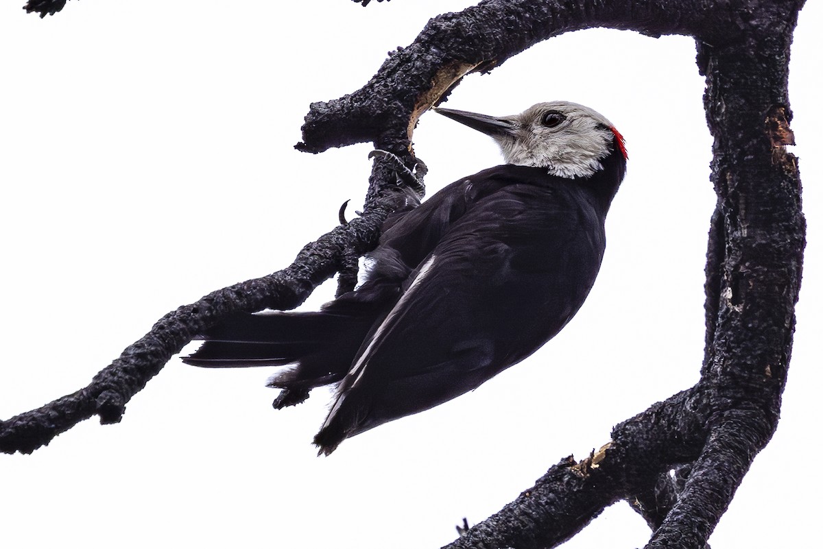 White-headed Woodpecker - ML620453677