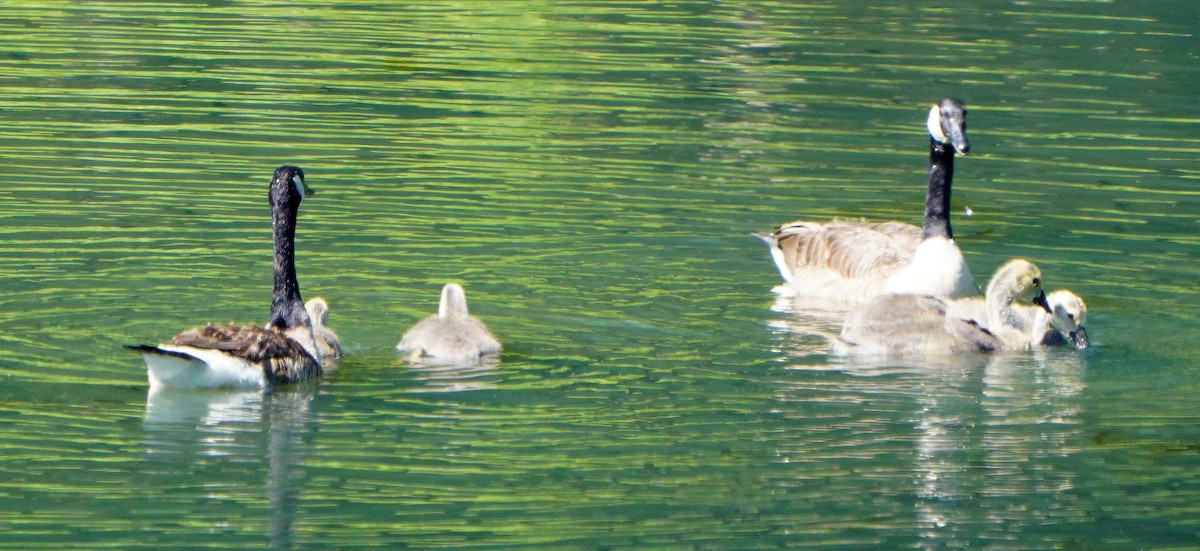 Canada Goose - ML620453681