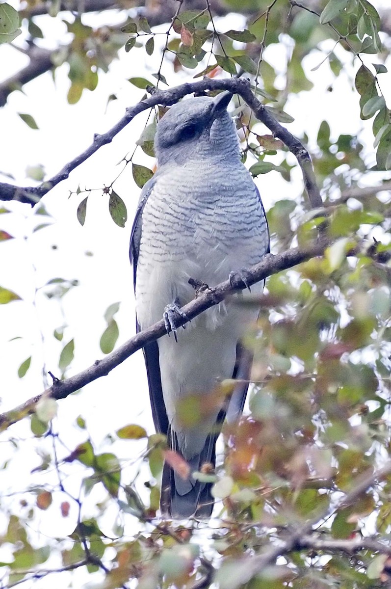 Large Cuckooshrike - ML620453682