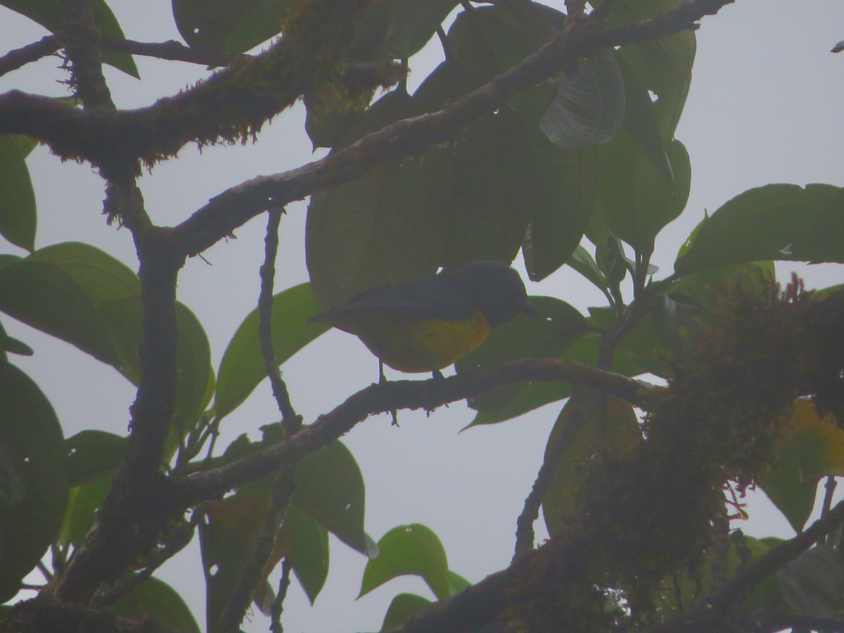 Blue-and-gold Tanager - ML620453684