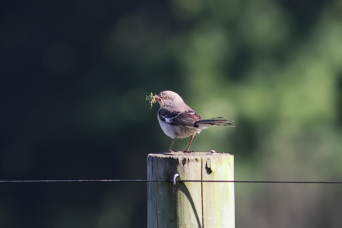 Northern Mockingbird - ML620453688