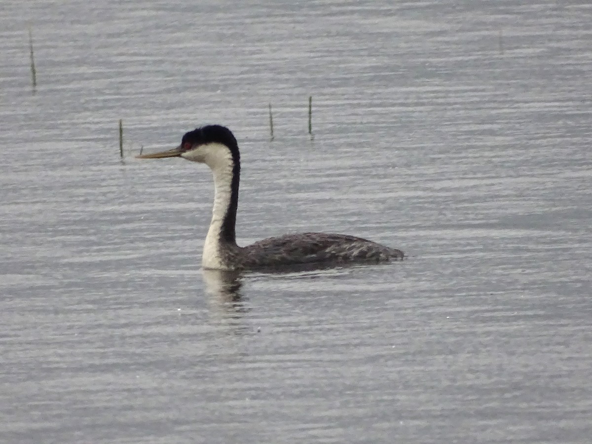 Western Grebe - ML620453710