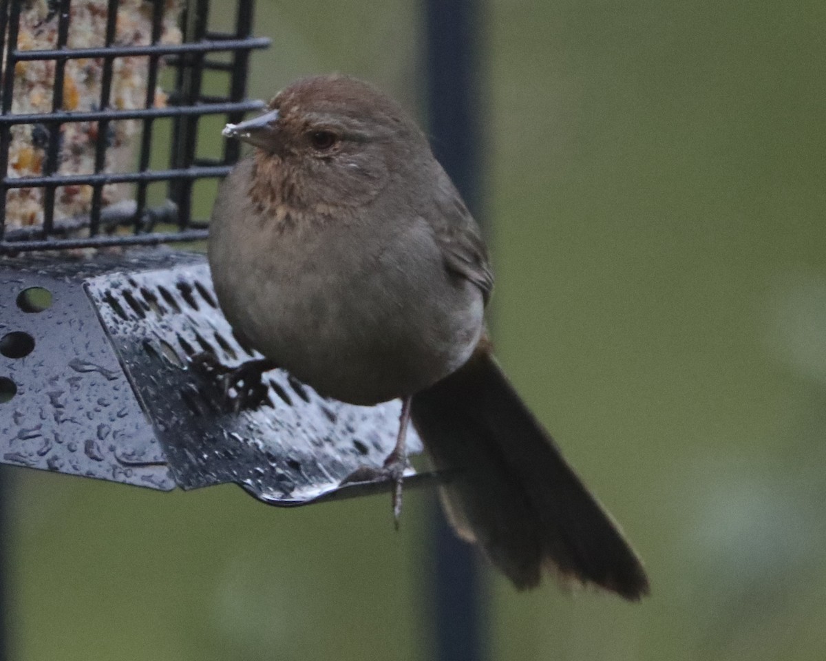 California Towhee - ML620453720