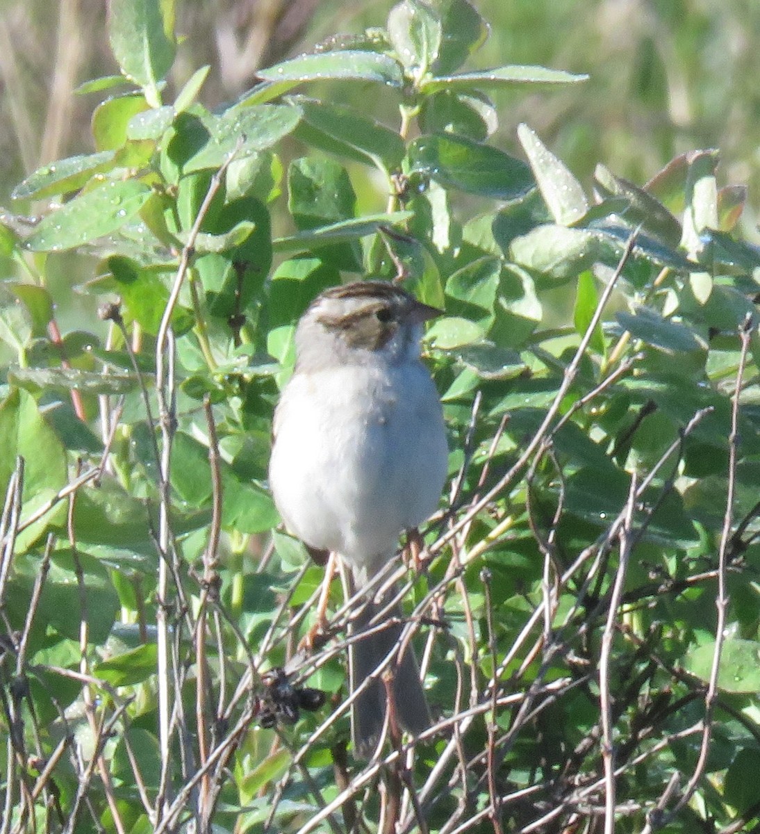 Clay-colored Sparrow - ML620453724