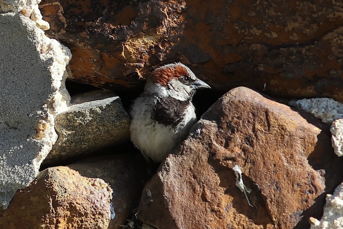 House Sparrow - ML620453725