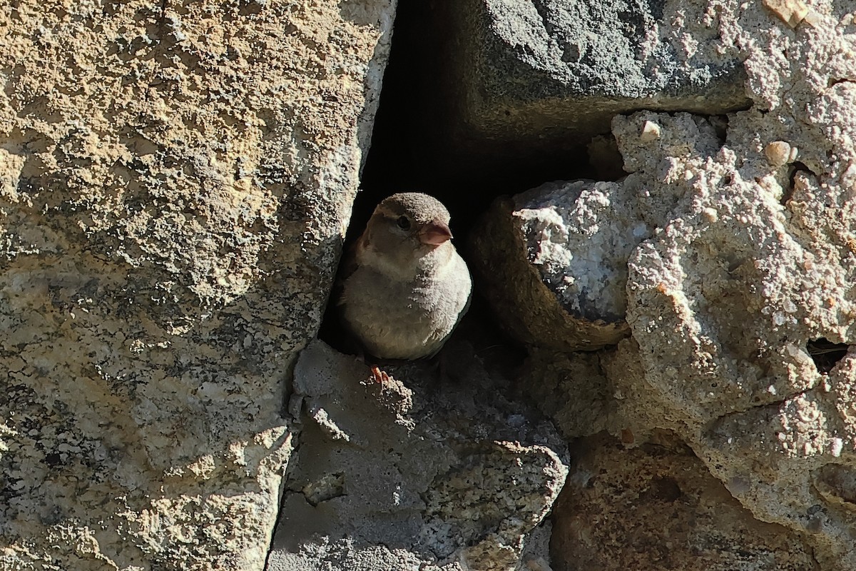 Moineau domestique - ML620453727