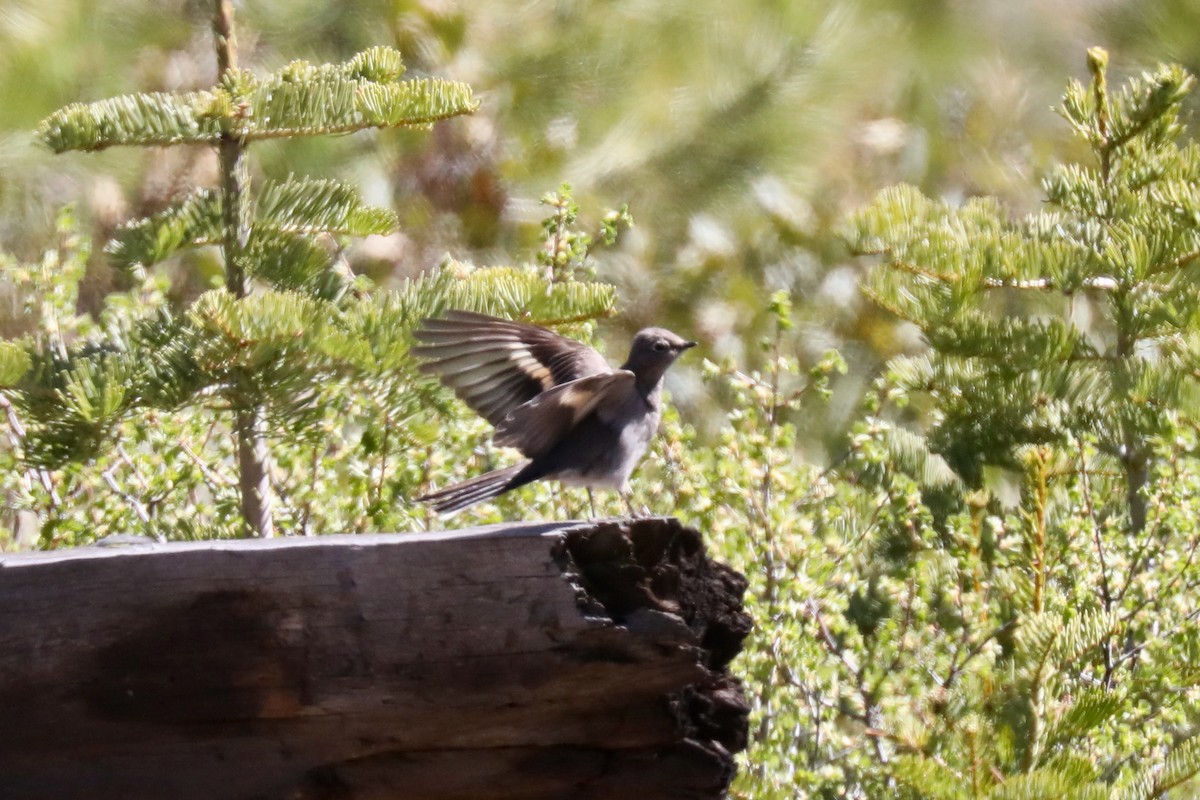 Townsend's Solitaire - ML620453730