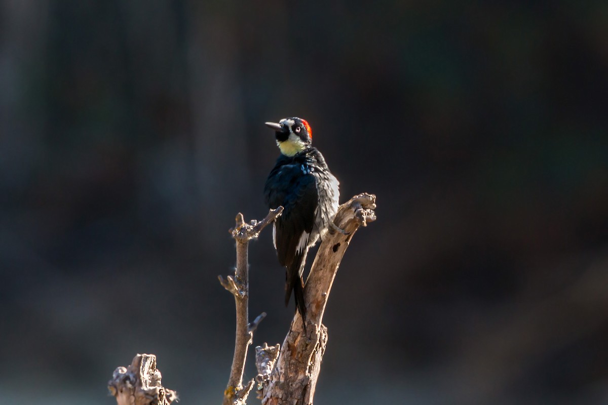 Acorn Woodpecker - ML620453733