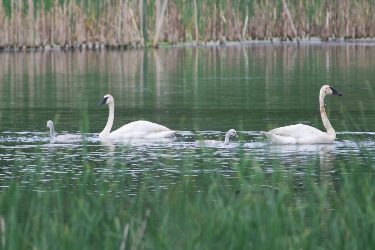 swan sp. - ML620453742