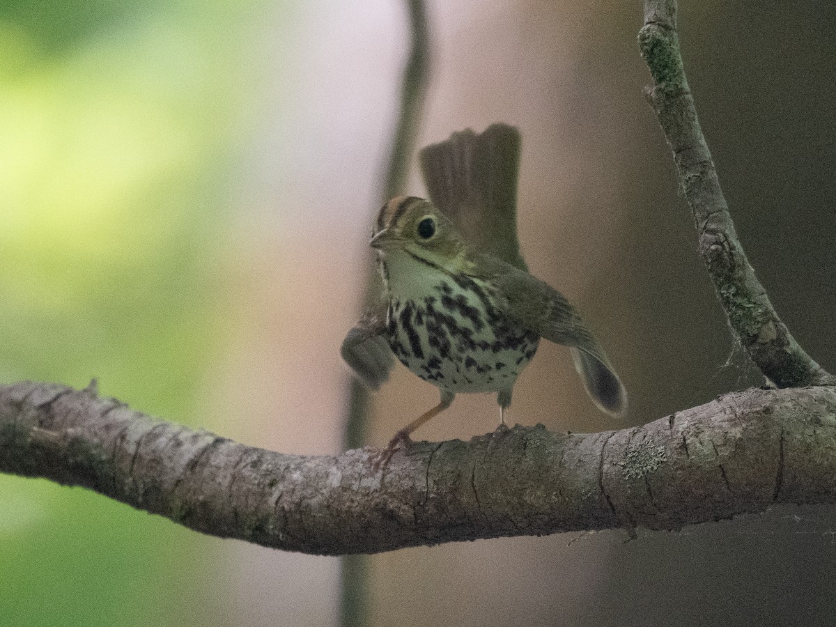 カマドムシクイ - ML620453751